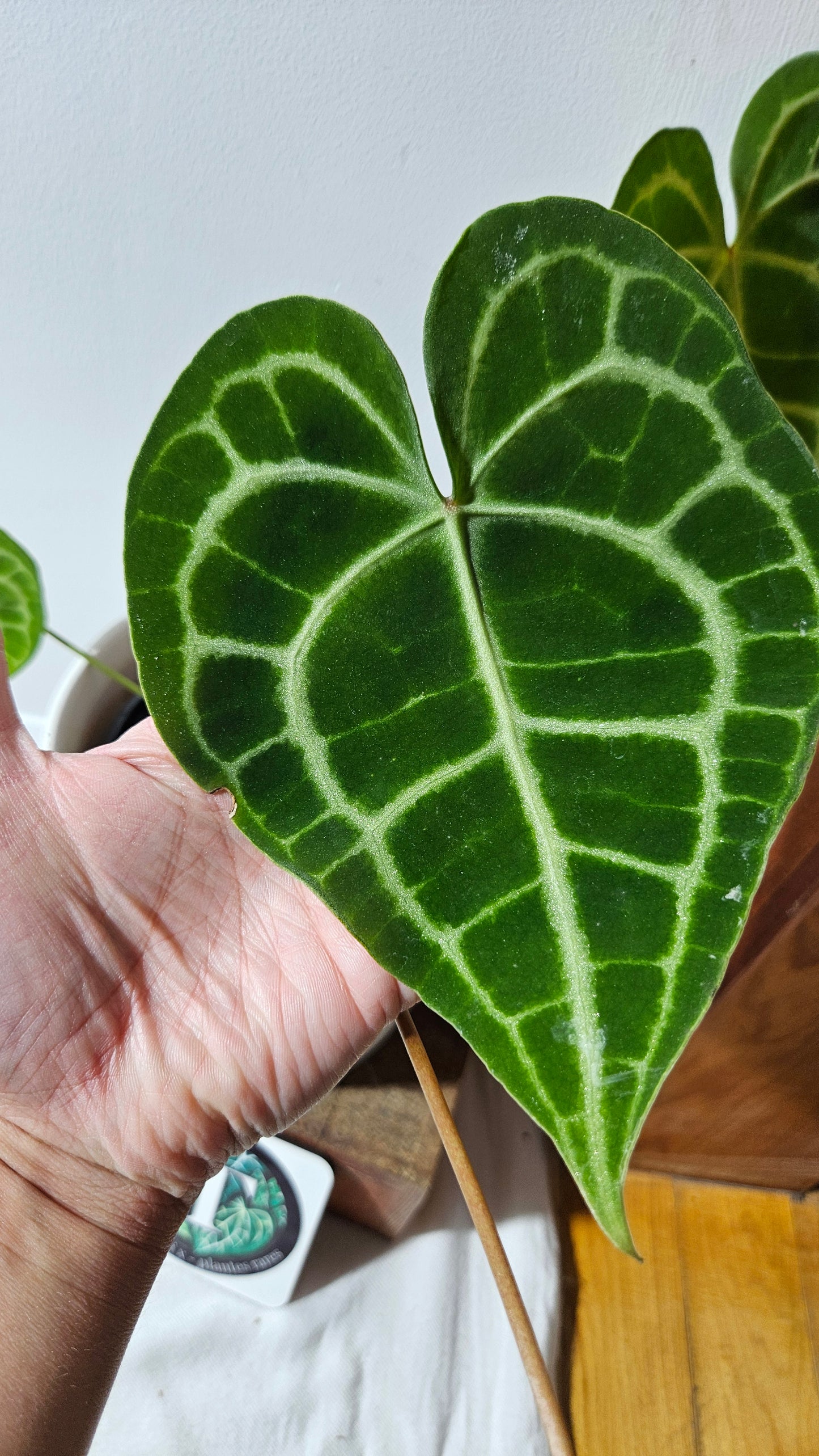 Anthurium  Clarinervium Tarentula "format LARGE" (ANT-567)