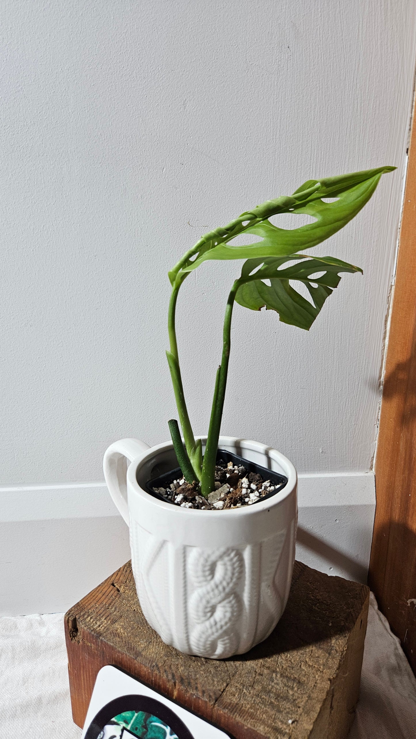 Monstera Esqueletto (MON-479)