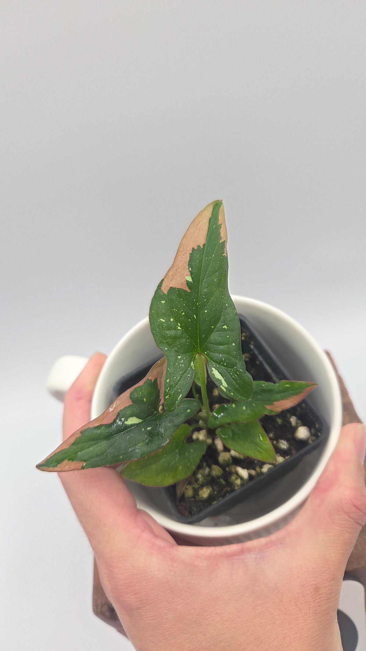 Syngonium Red Spot Tricolore (SYN-529)