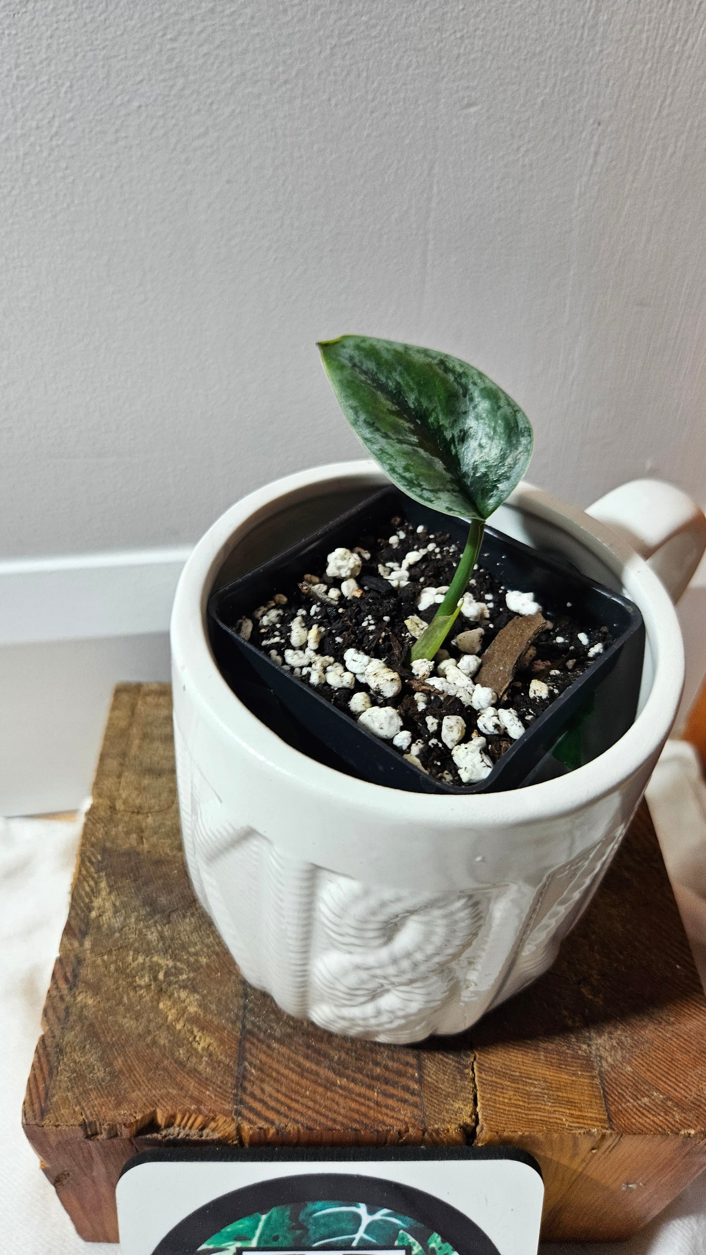 Scindapsus Dark Tricolore (SCI-1221)