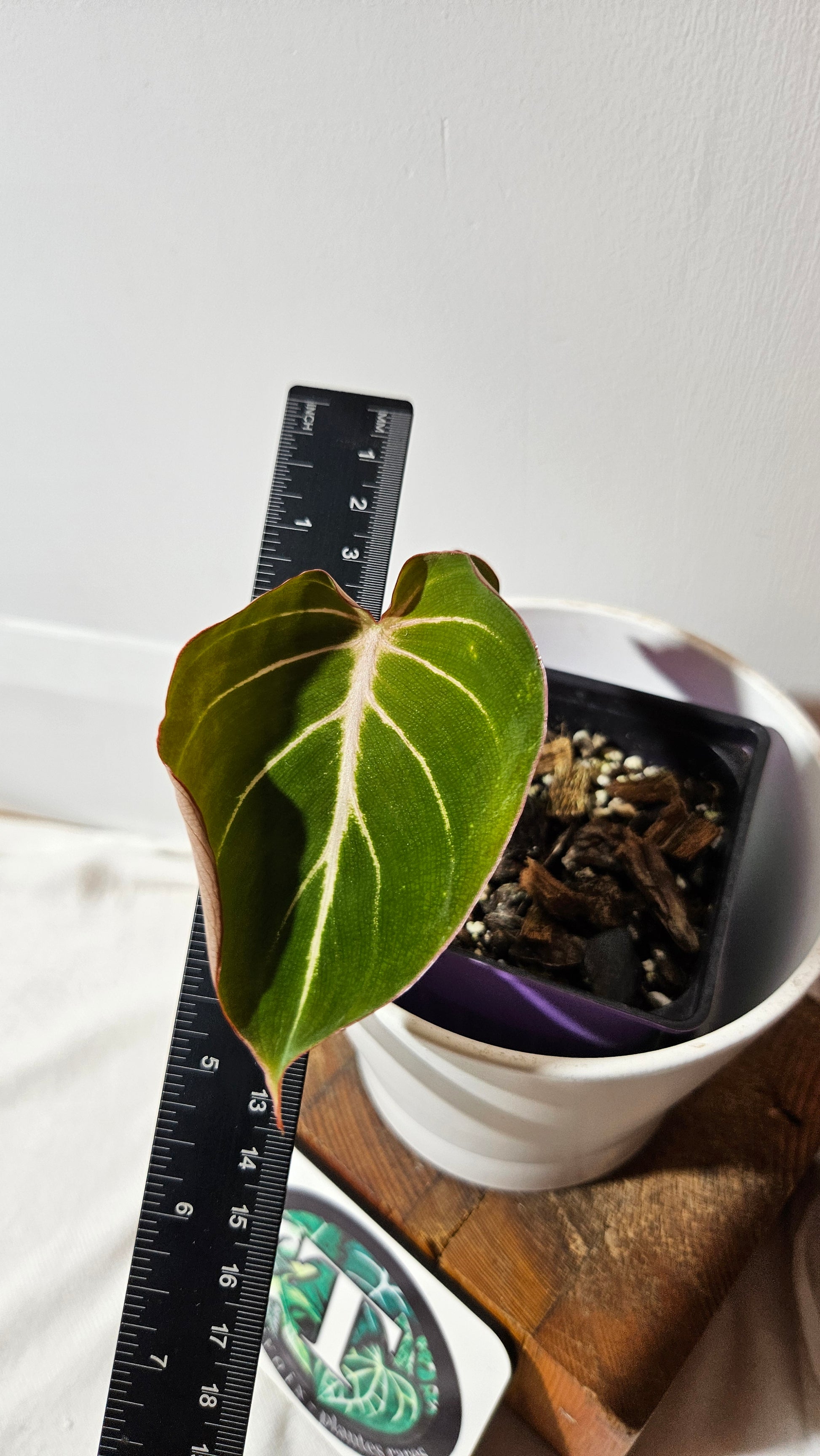 philodendron gloriosum radiante Philodendron Gloriosum Radiante (PHI-833)