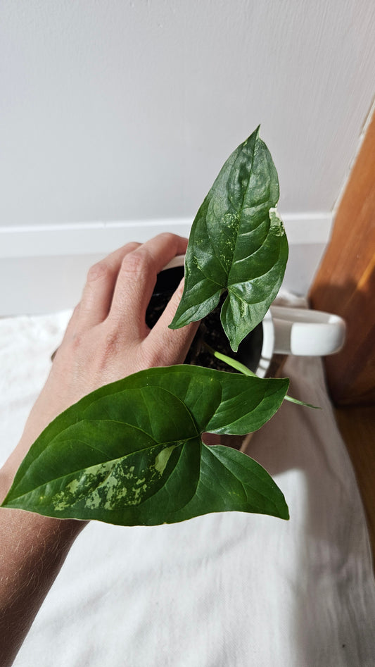 Syngonium Albo (SYN-469)