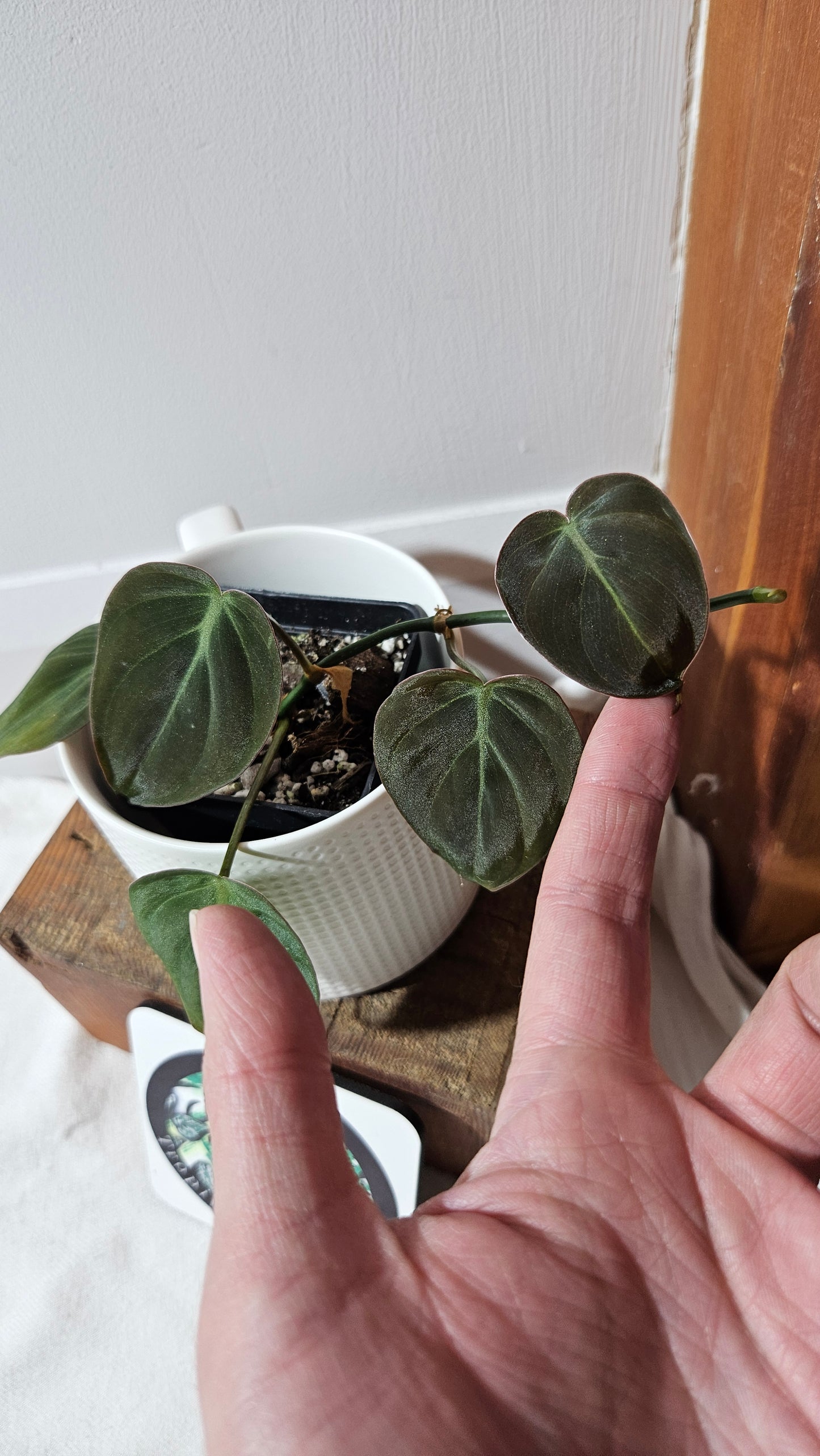 Philodendron Mican Var. REVERT (PHI-950)