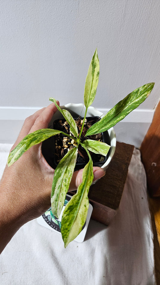 Anthurium Vittarifolium Variegata "format PETIT" (ANT-556)