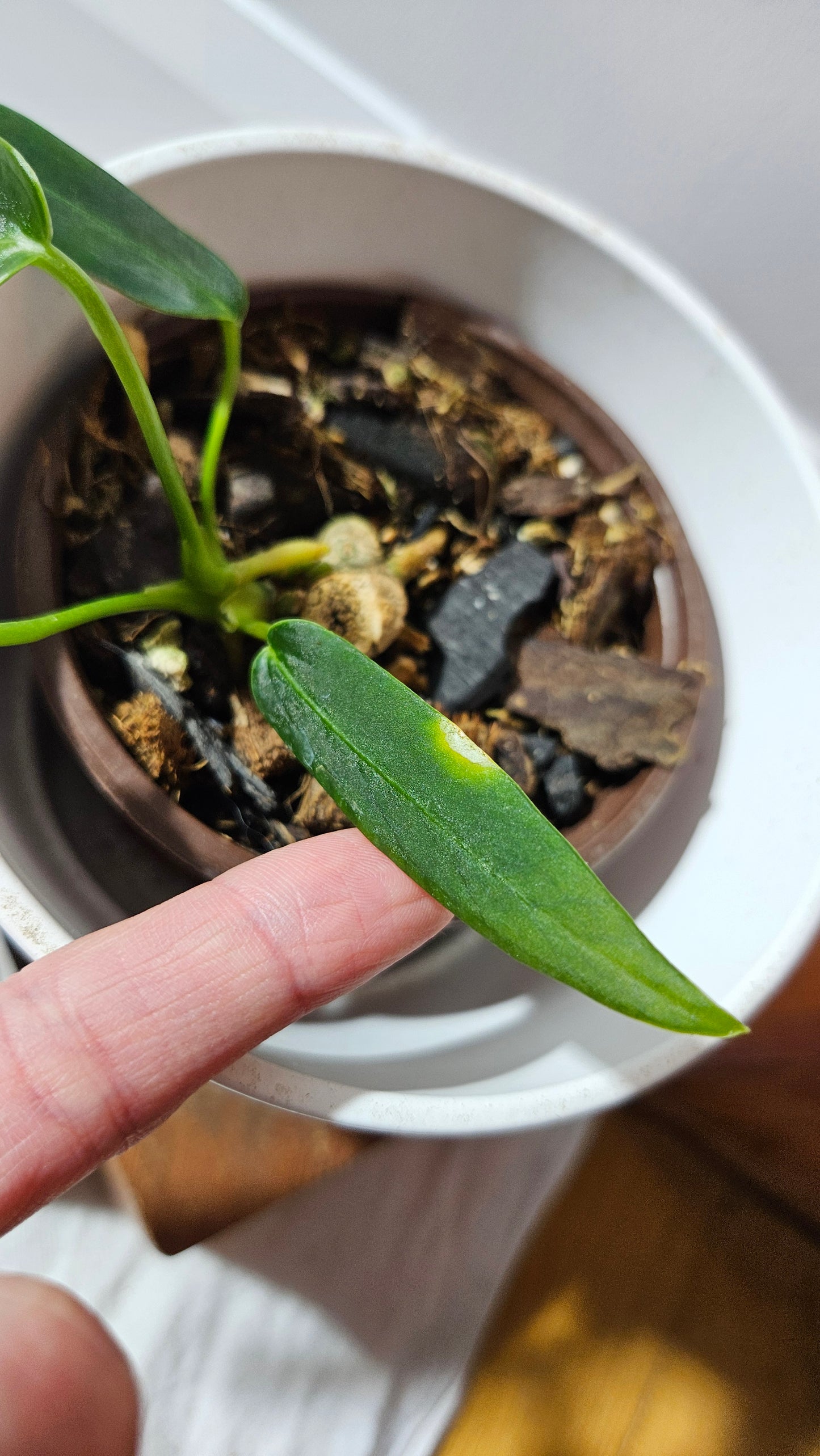 Anthurium Cirinoi aff Black Velvet "format MOYEN"(ANT-624)