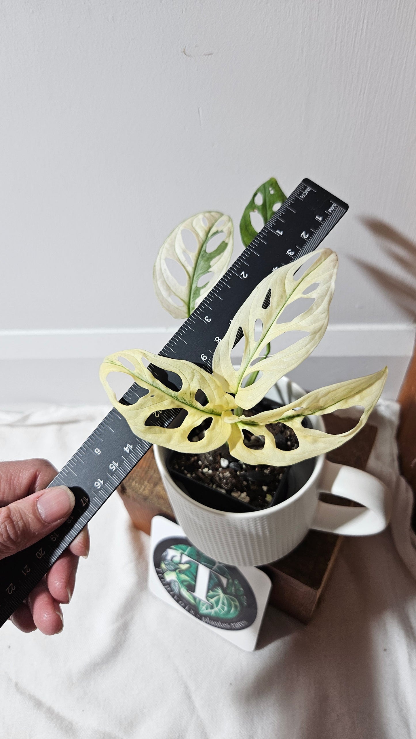 Monstera Andasonii Archipelago Ghost (MON-386)