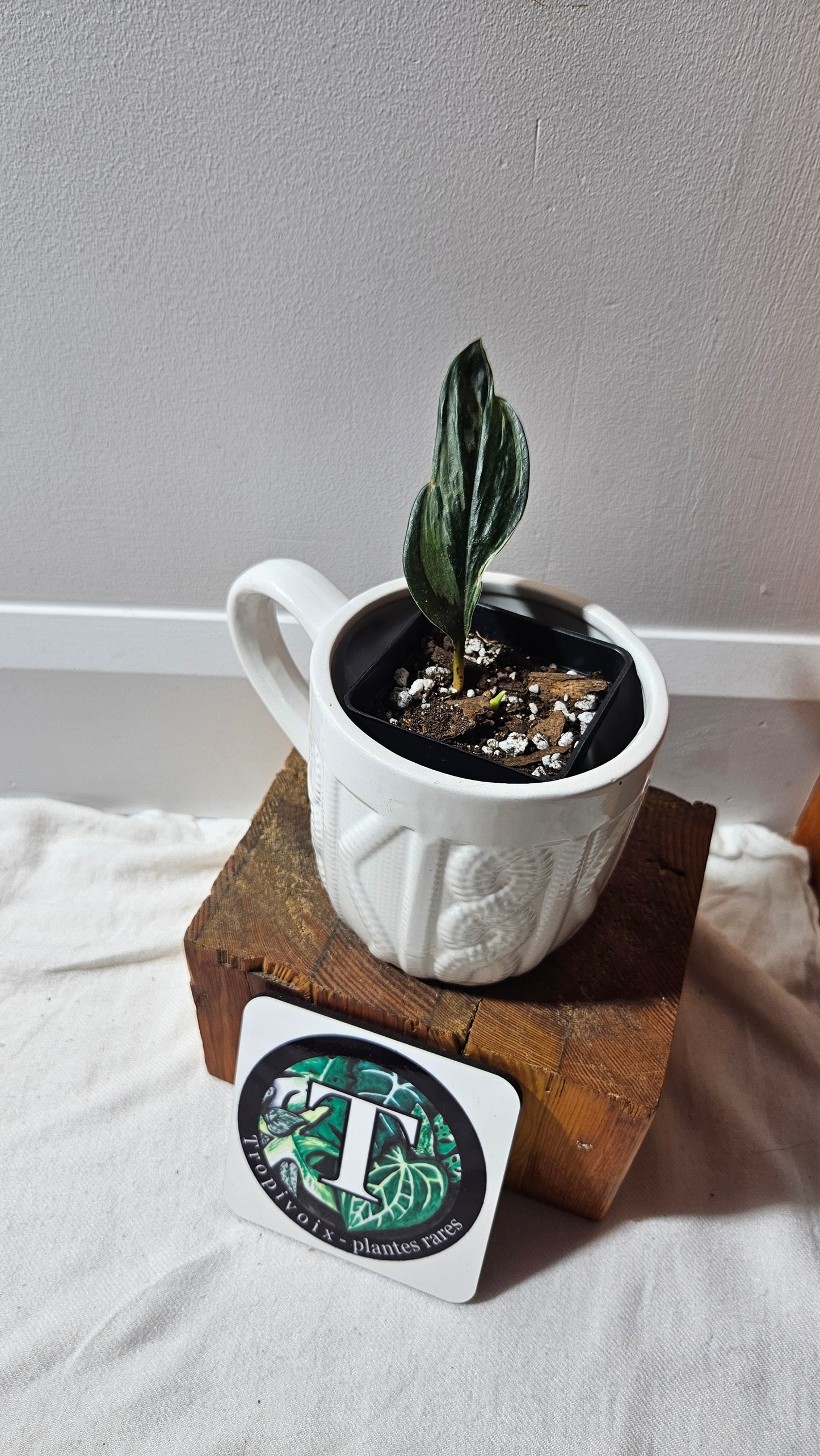 Scindapsus Treubii Dark Form silver (SCI-1197)