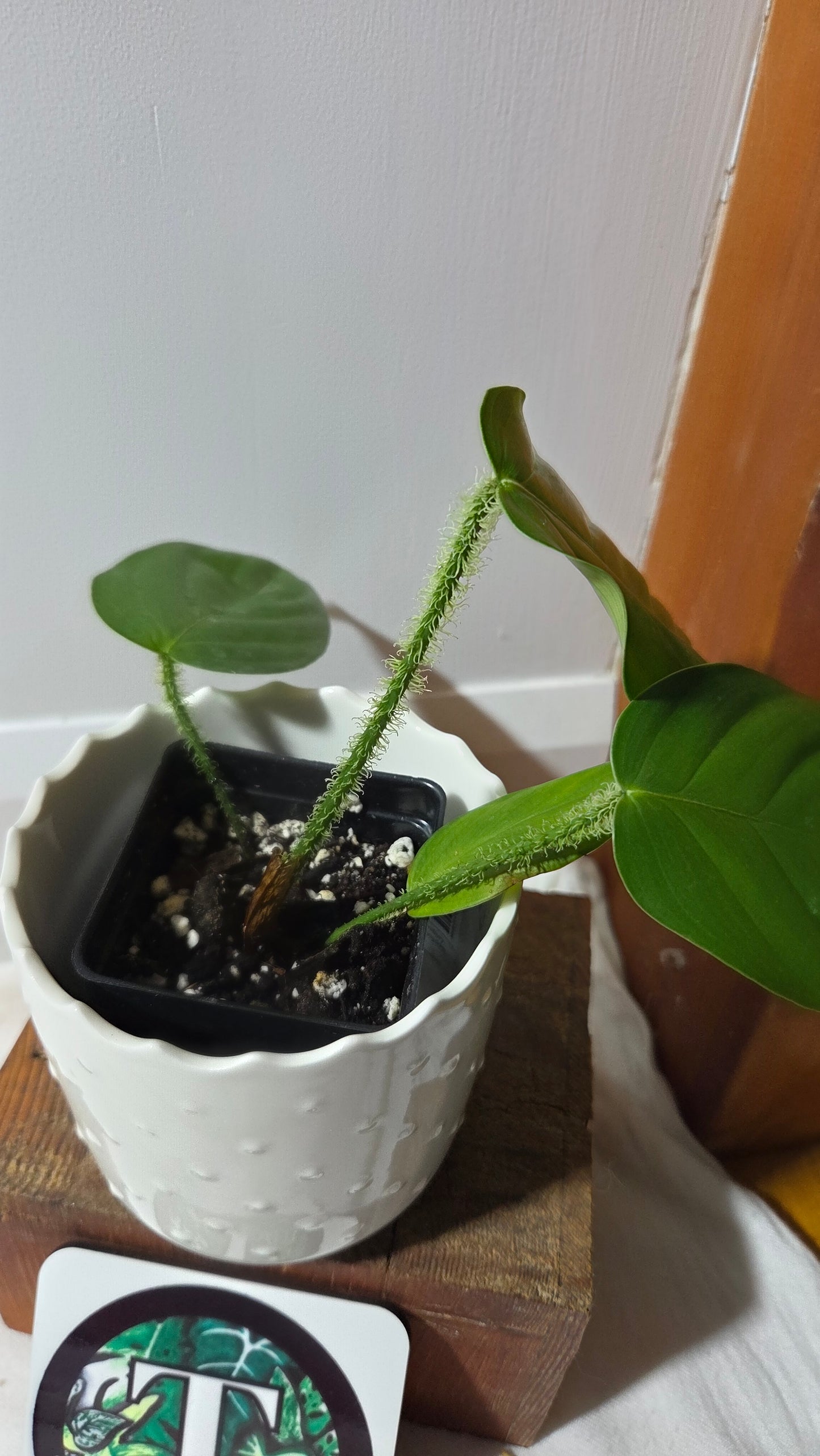 Philodendron Genevievianum (PHI-969)