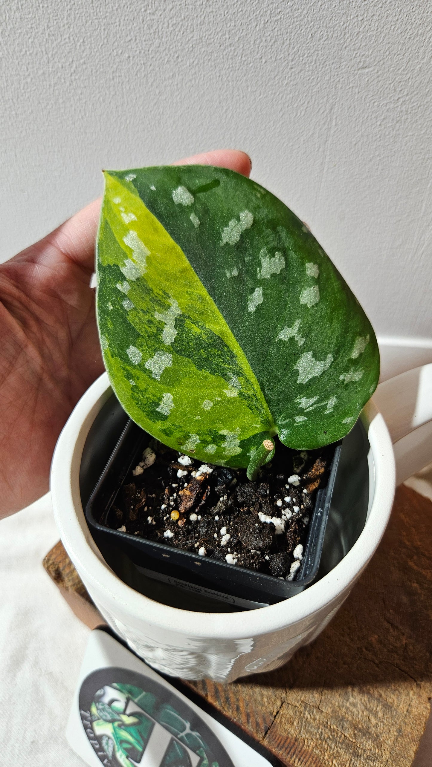 Scindapsus Sentarum (SCI-1130)