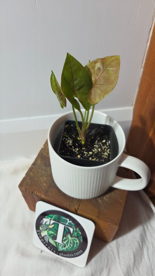 Syngonium Matcha Sprinkle (SYN-485)