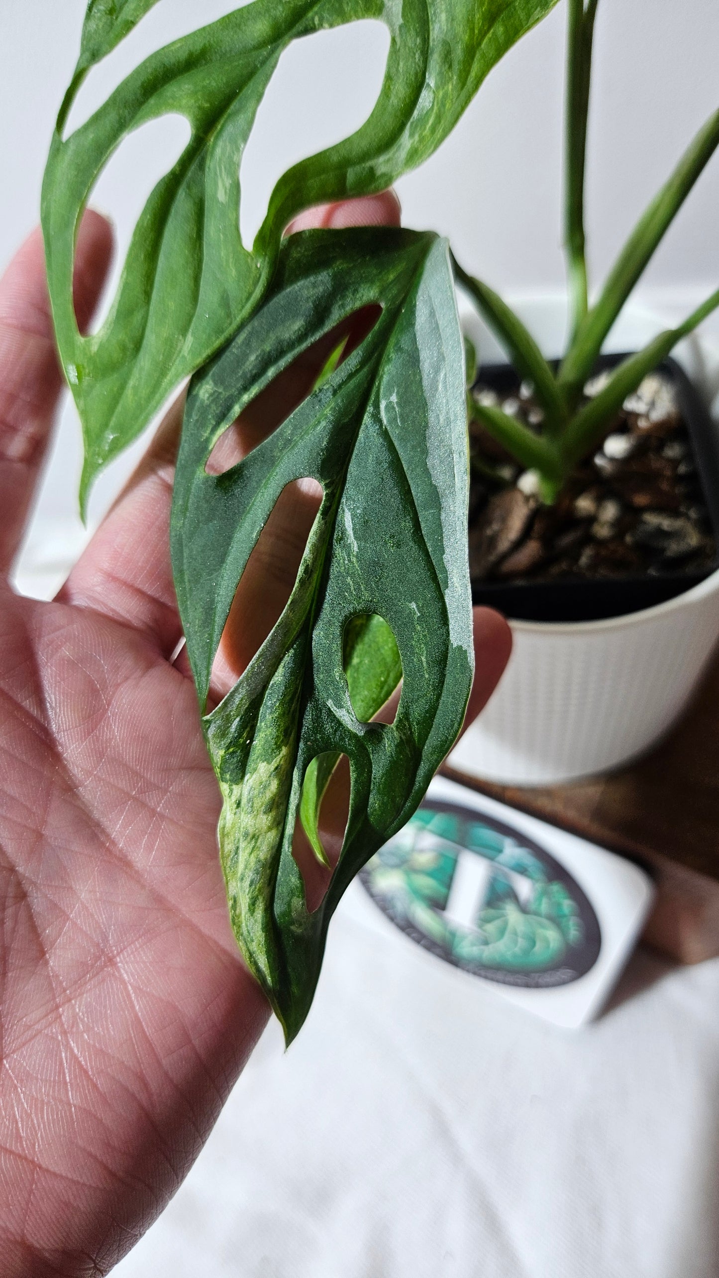 Monstera Andasonii Mint/Indo (MON-484)
