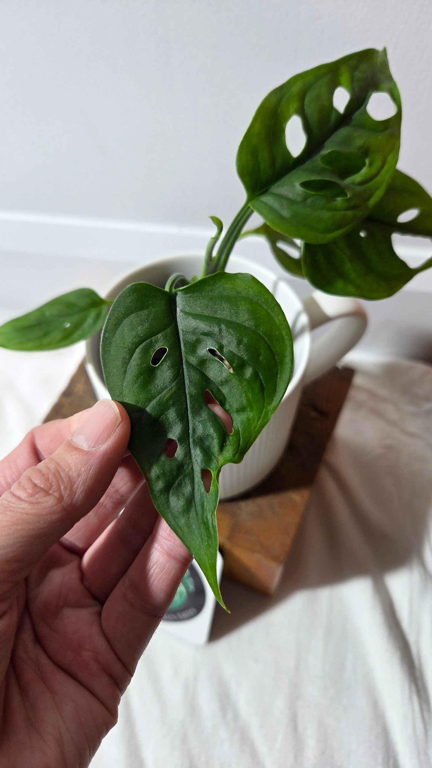 Monstera Obliqua Aff Cuyabeno (MON-300)