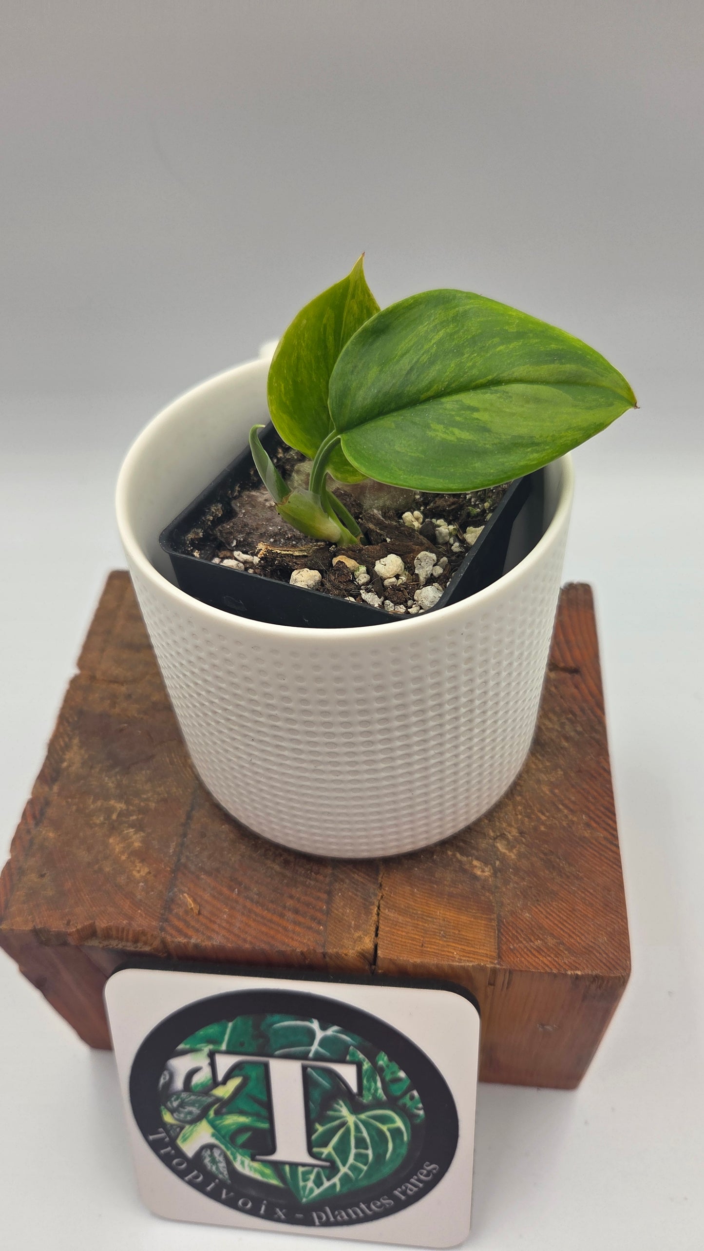 Scindapsus Rubicon (SCI-724)