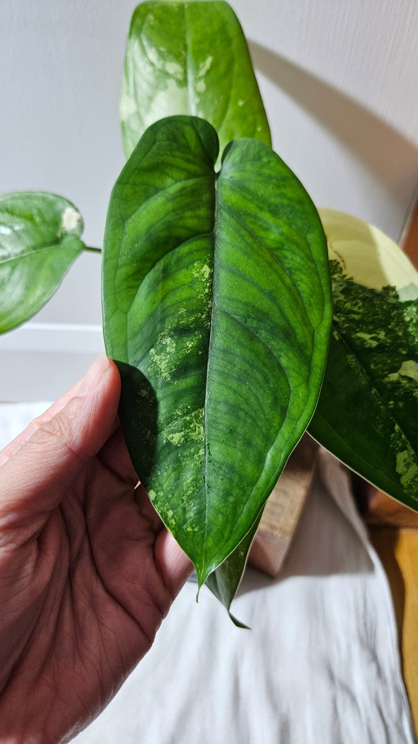 Syngonium Chiapense Albo (SYN-460)