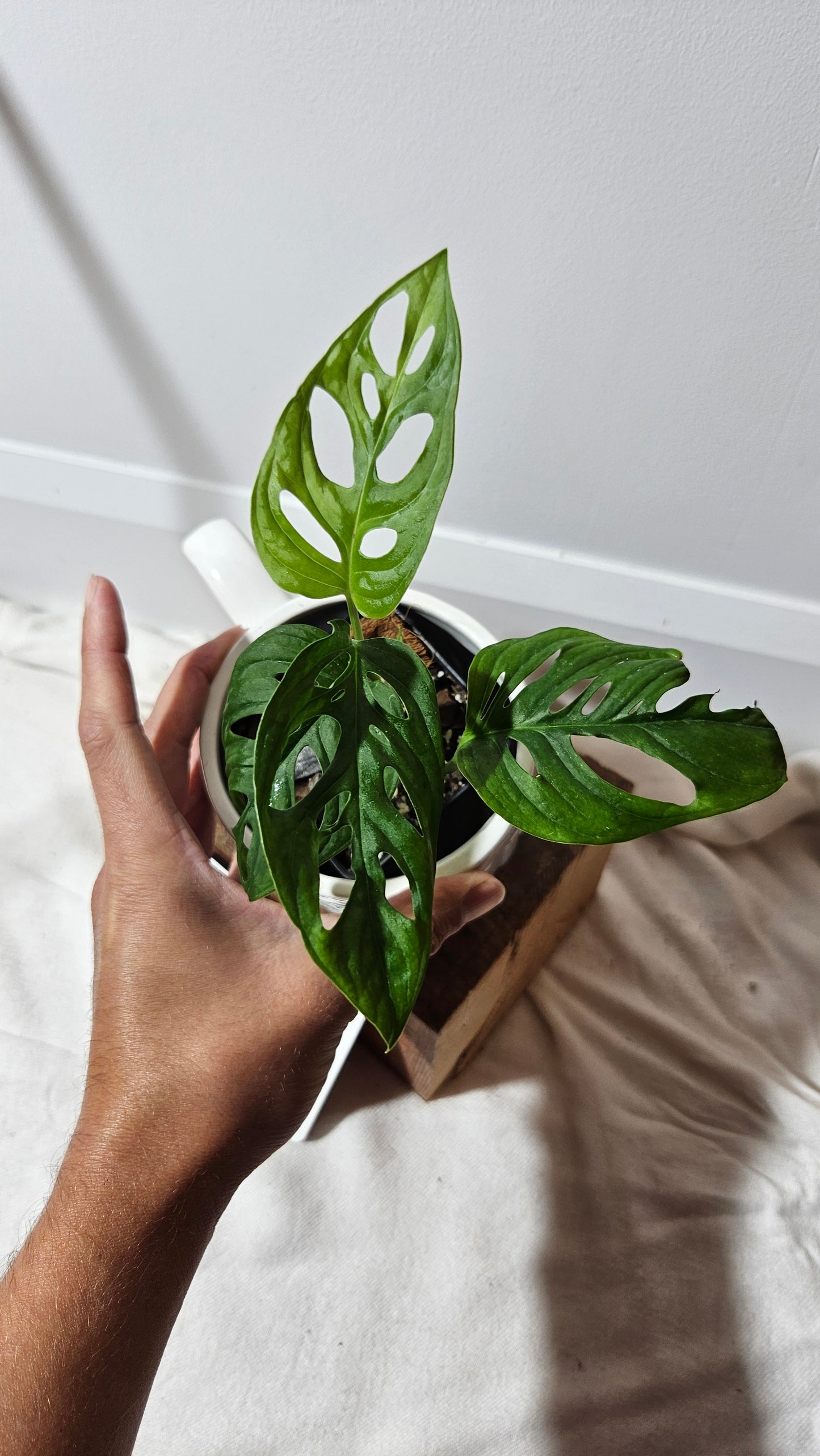 Monstera Acuminata (MON-225)