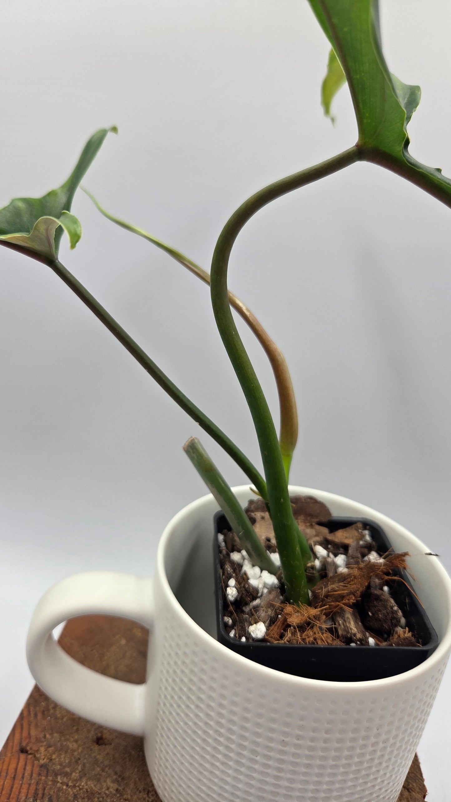 Philodendron Lavinia /(Paloraense cf X Tortum) (PHI-1080)