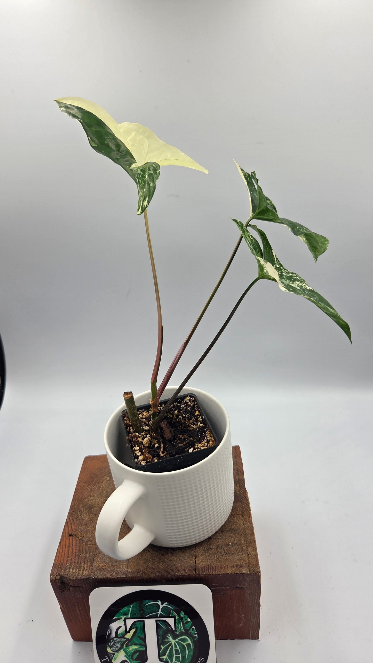 Syngonium Albo (SYN-513)