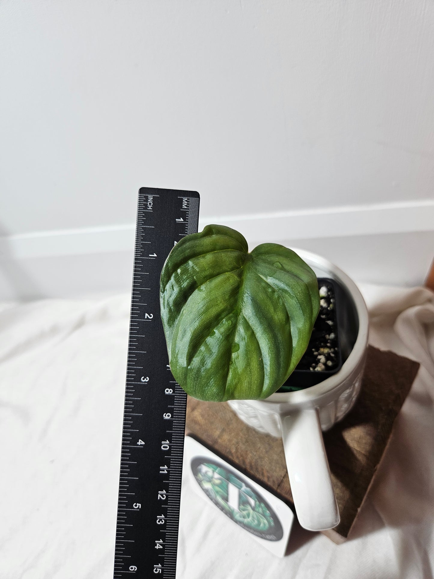 Philodendron Aff Colombia Platinum (PHI-456)