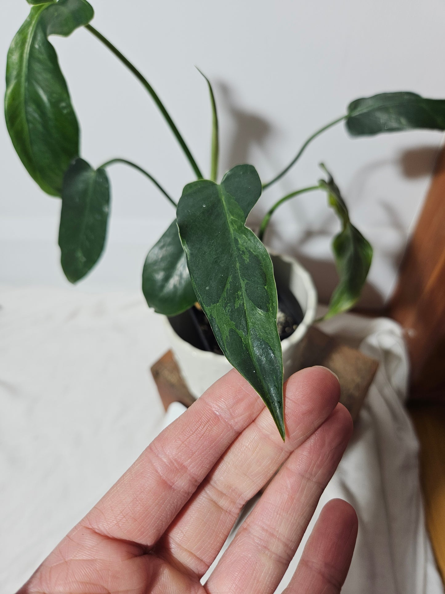 Philodendron Lime fiddle (PHI-465)