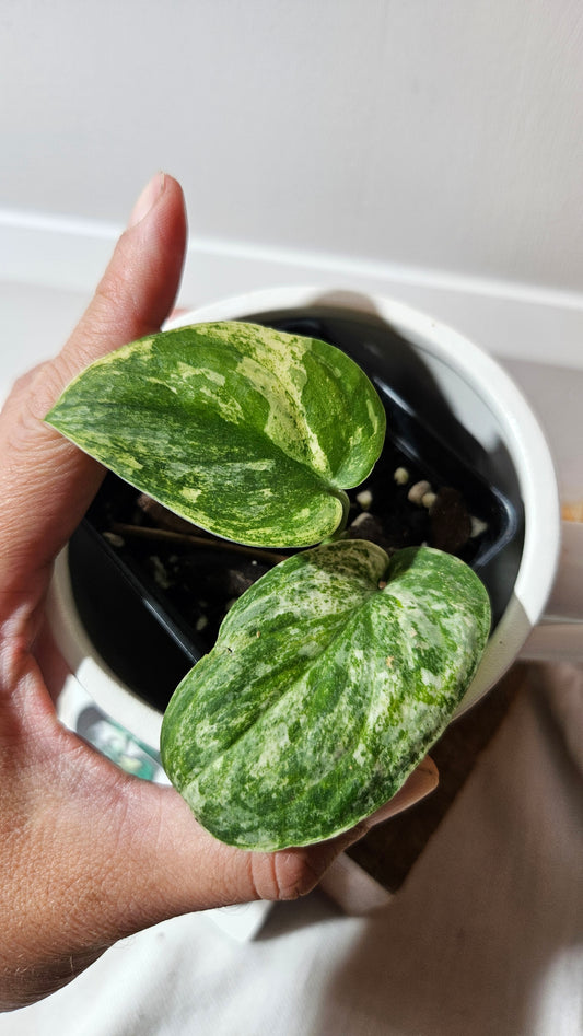 Scindapsus Silver Splash Tricolore (SCI-1289)