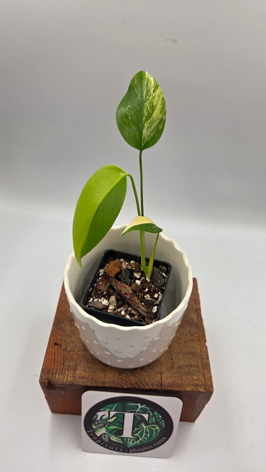 Monstera Aurea (MON-567)