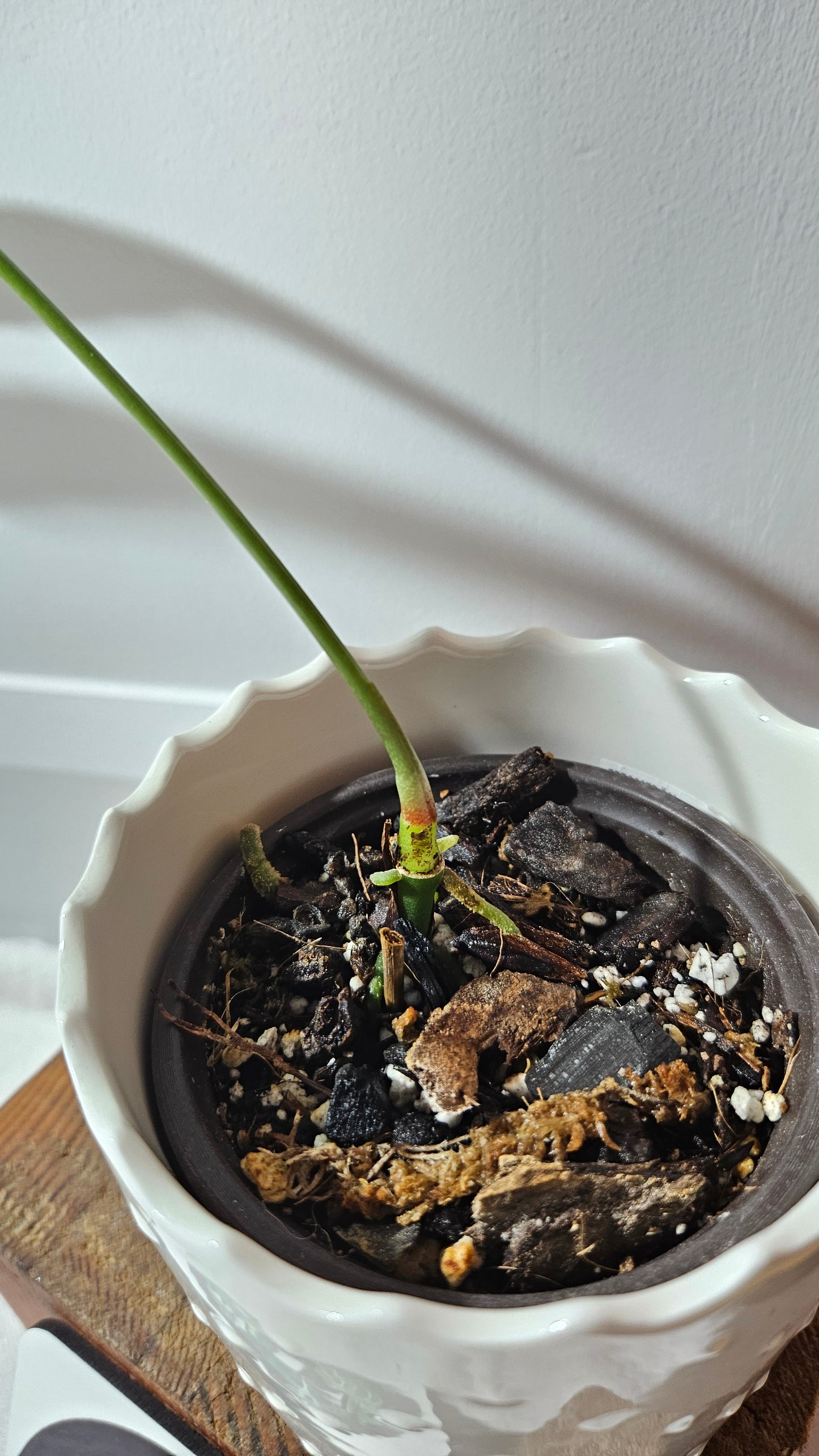 Anthurium Polydactylum "format MOYEN" (ANT-126)