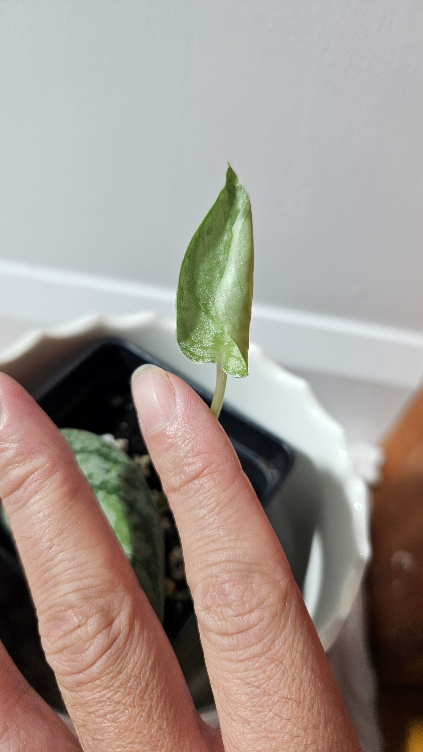 Scindapsus Tricolore silver Platinum (SCI-1320)