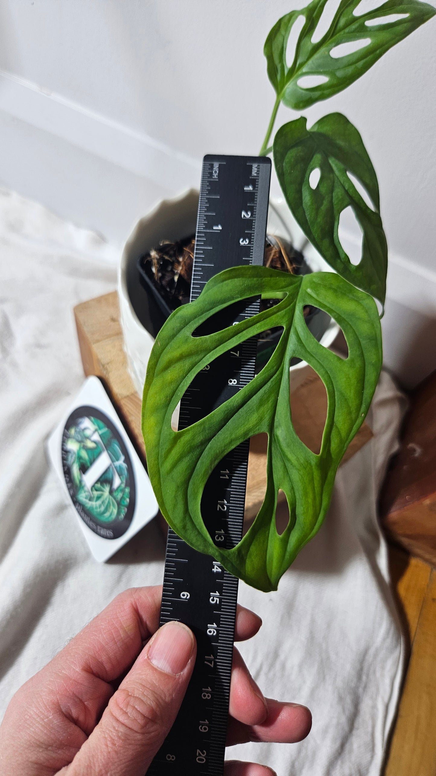 Monstera Obliqua La Bonita (MON-352)