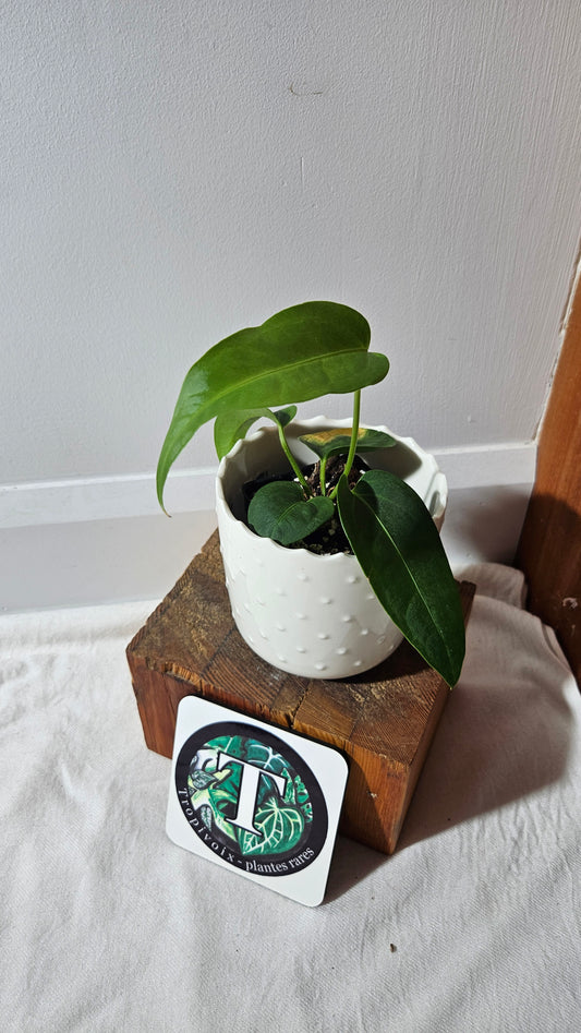 Anthurium Villenaorum X Morona "format MOYEN"(ANT-432)