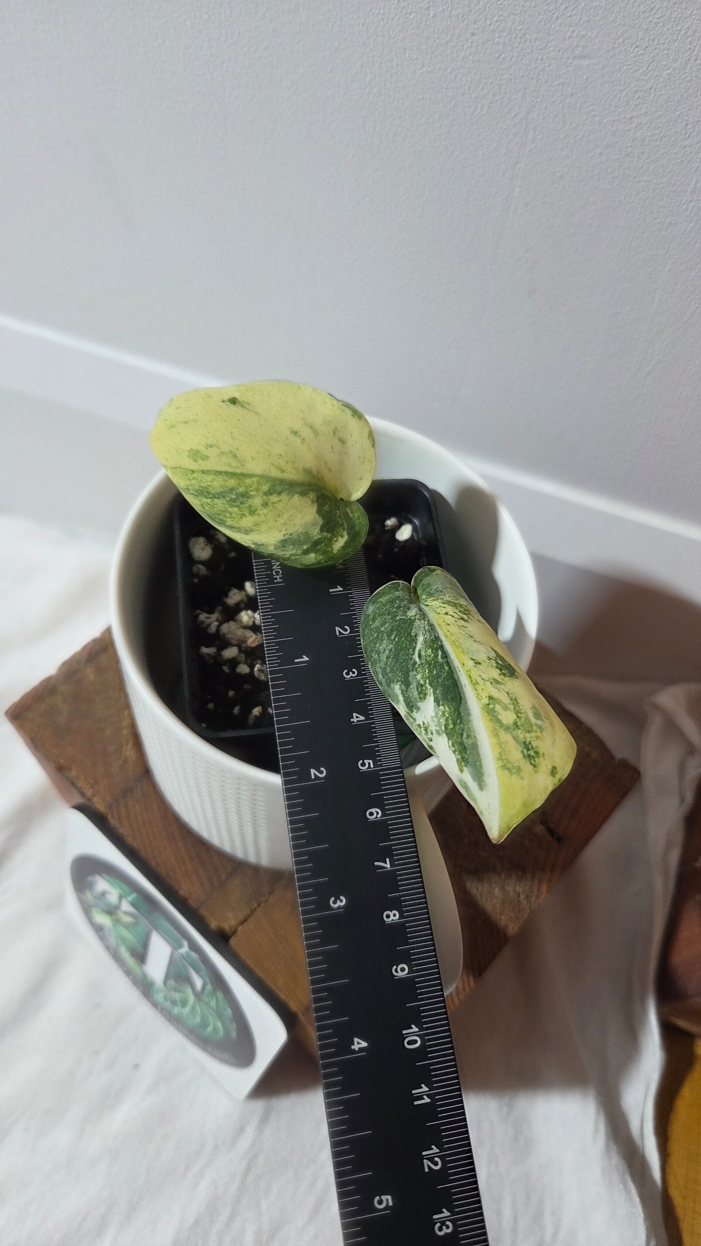 Scindapsus Silver Satin Tricolore (SCI-1414)