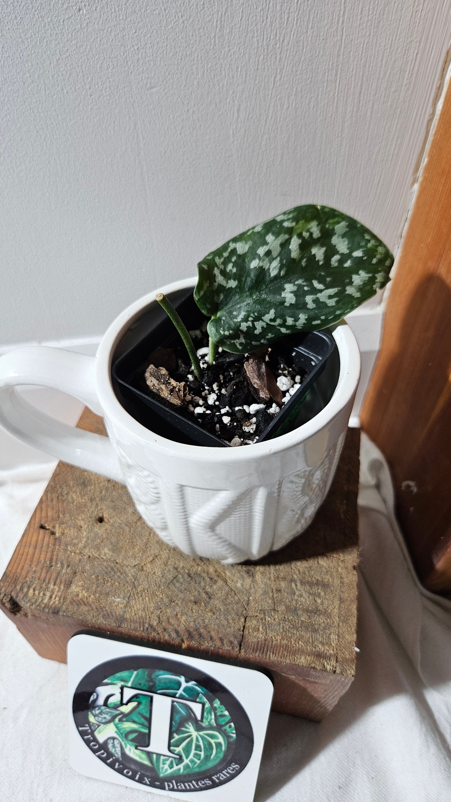 Scindapsus Exotica Batik (SCI-1115)