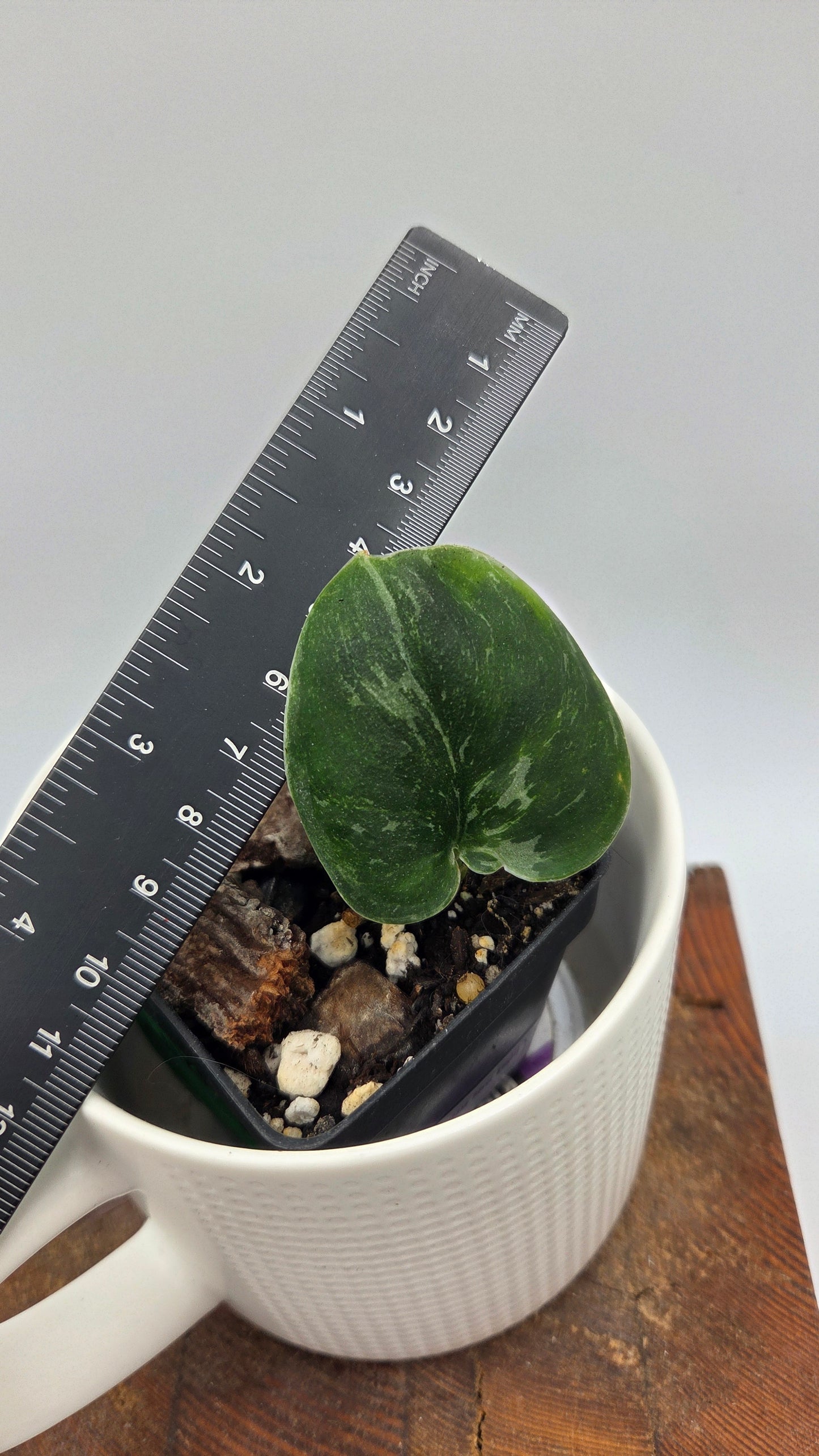 Scindapsus Silver Knight Mejile  (SCI-1449)