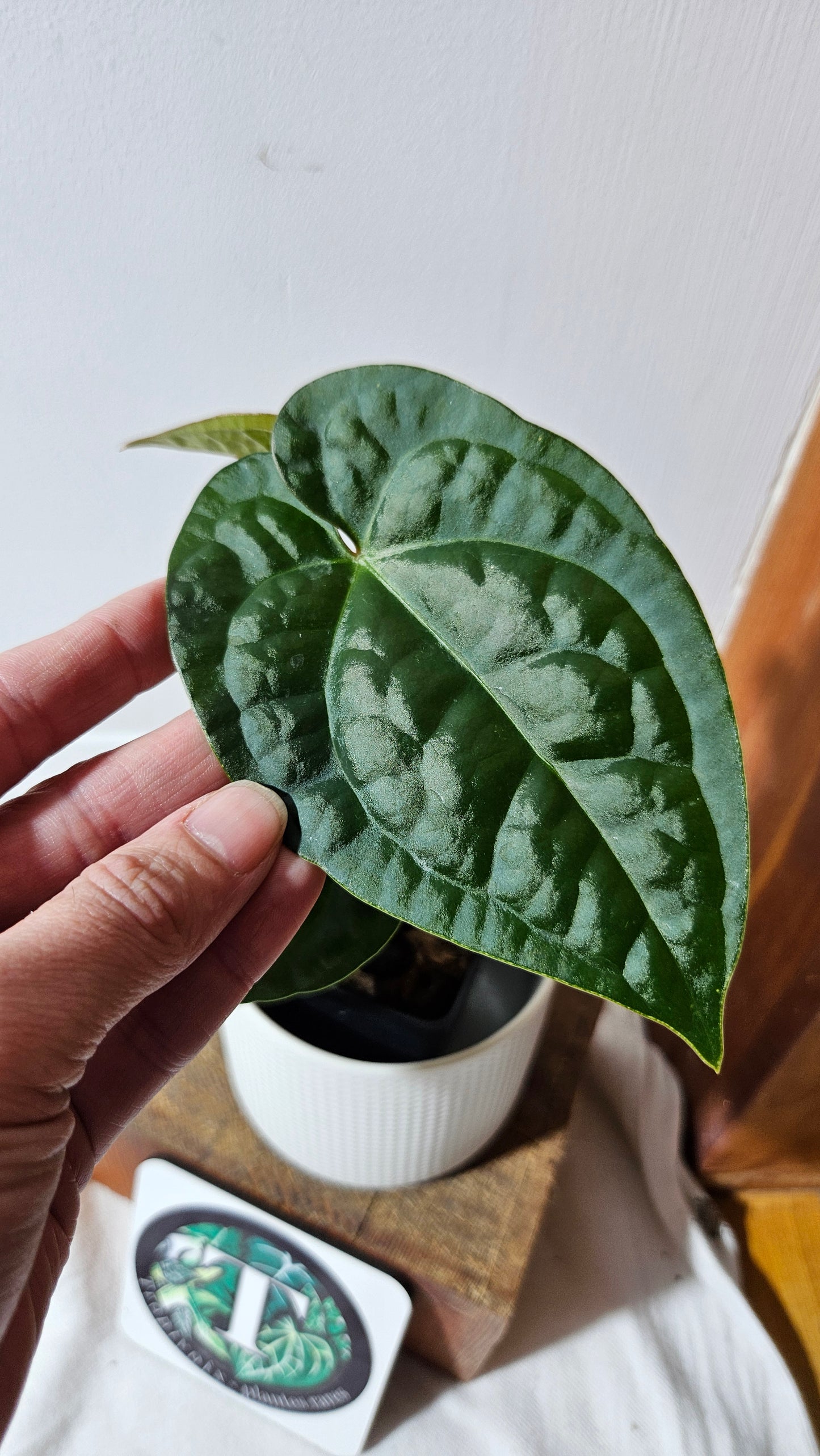 Anthurium Magnificum X AOS X Luxurians "format MOYEN" (ANT-635)