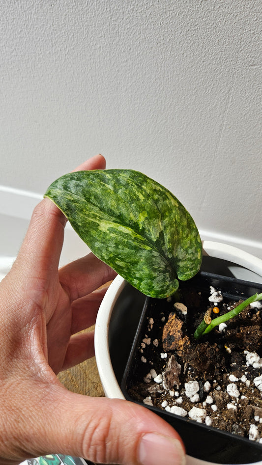 Scindapsus Léopard Variegata (SCI-1136)