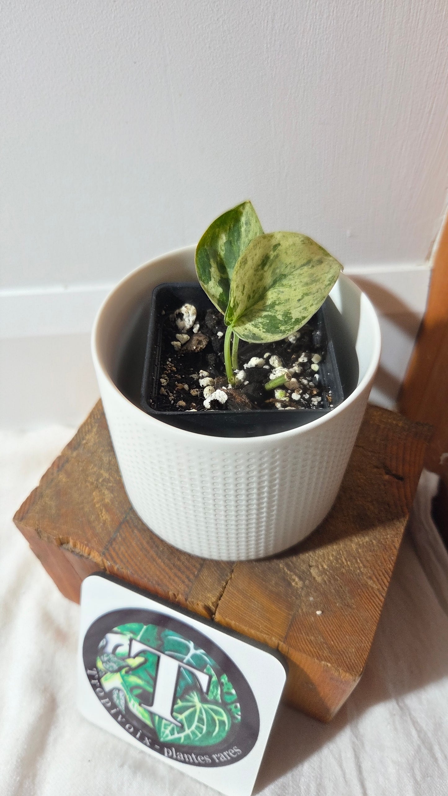 Scindapsus Silver Cloud variegata (SCI-1365)