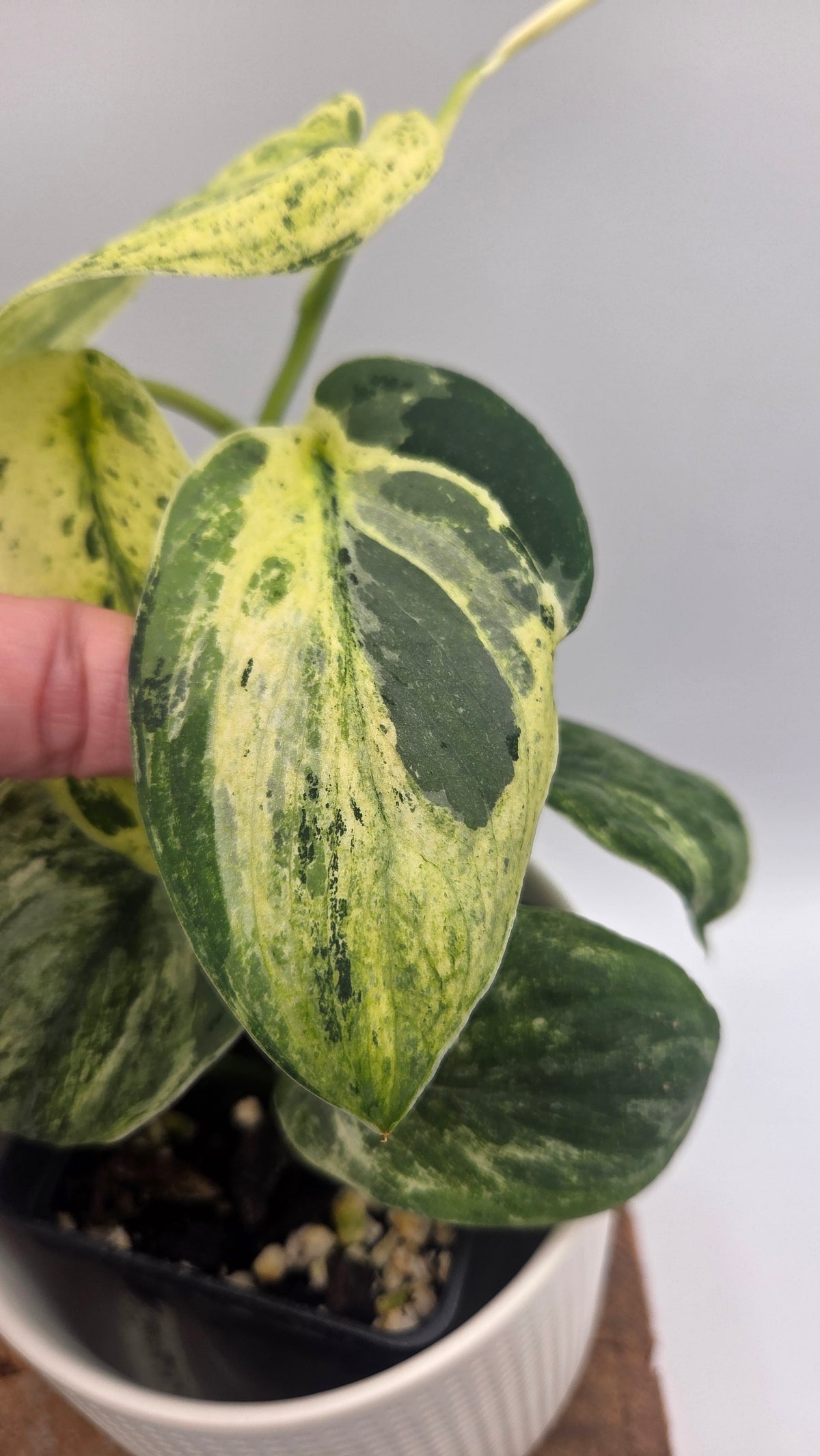Scindapsus Silver Splash Tricolore (SCI-1154)