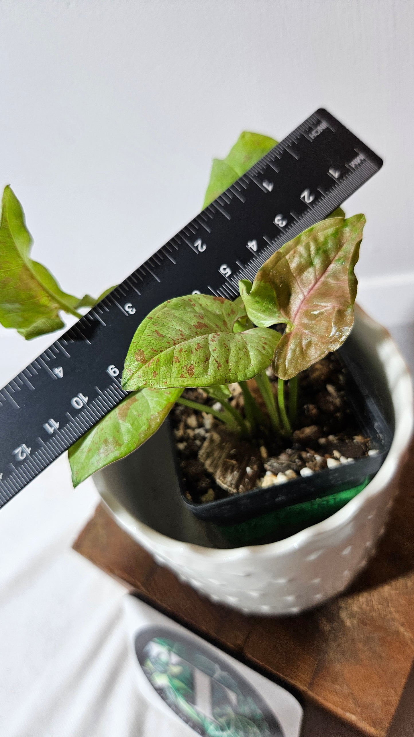 Syngonium Milk Confetti (SYN-453)