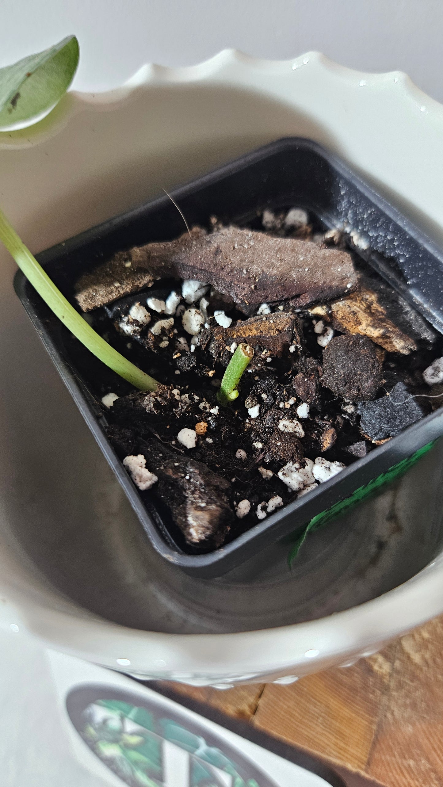 Scindapsus Exotica Pictus mint (SCI-980)