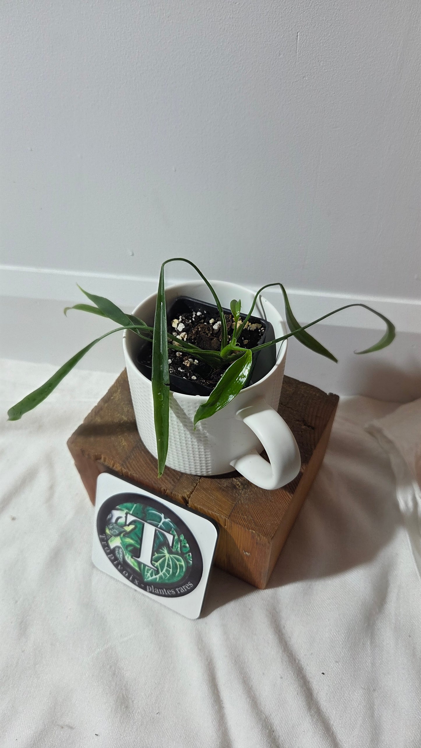 Philodendron Holtonianum Super Narrow (PHI-1018)
