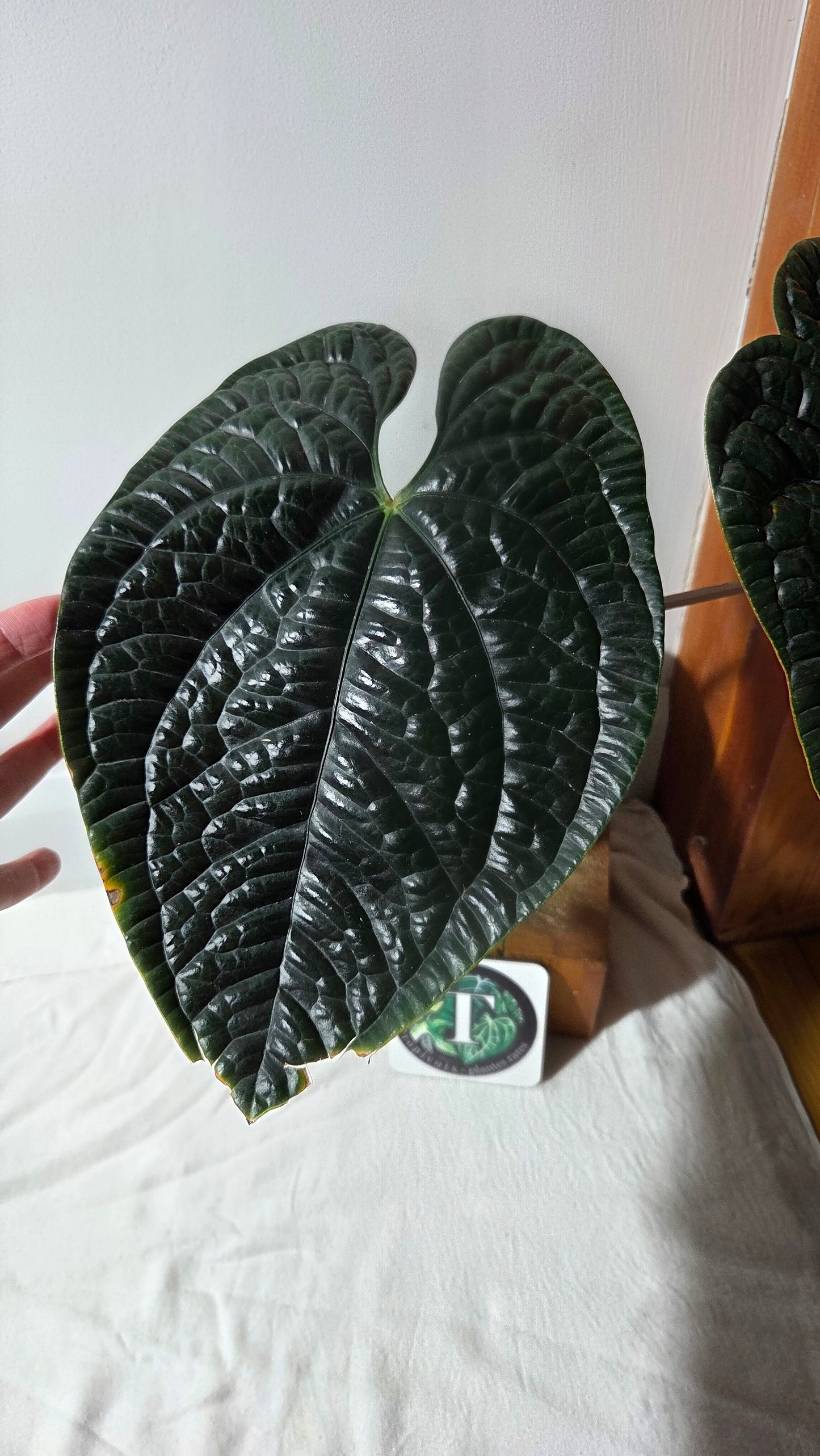 Anthurium Luxurians Dark  "format XLARGE" (ANT-644)