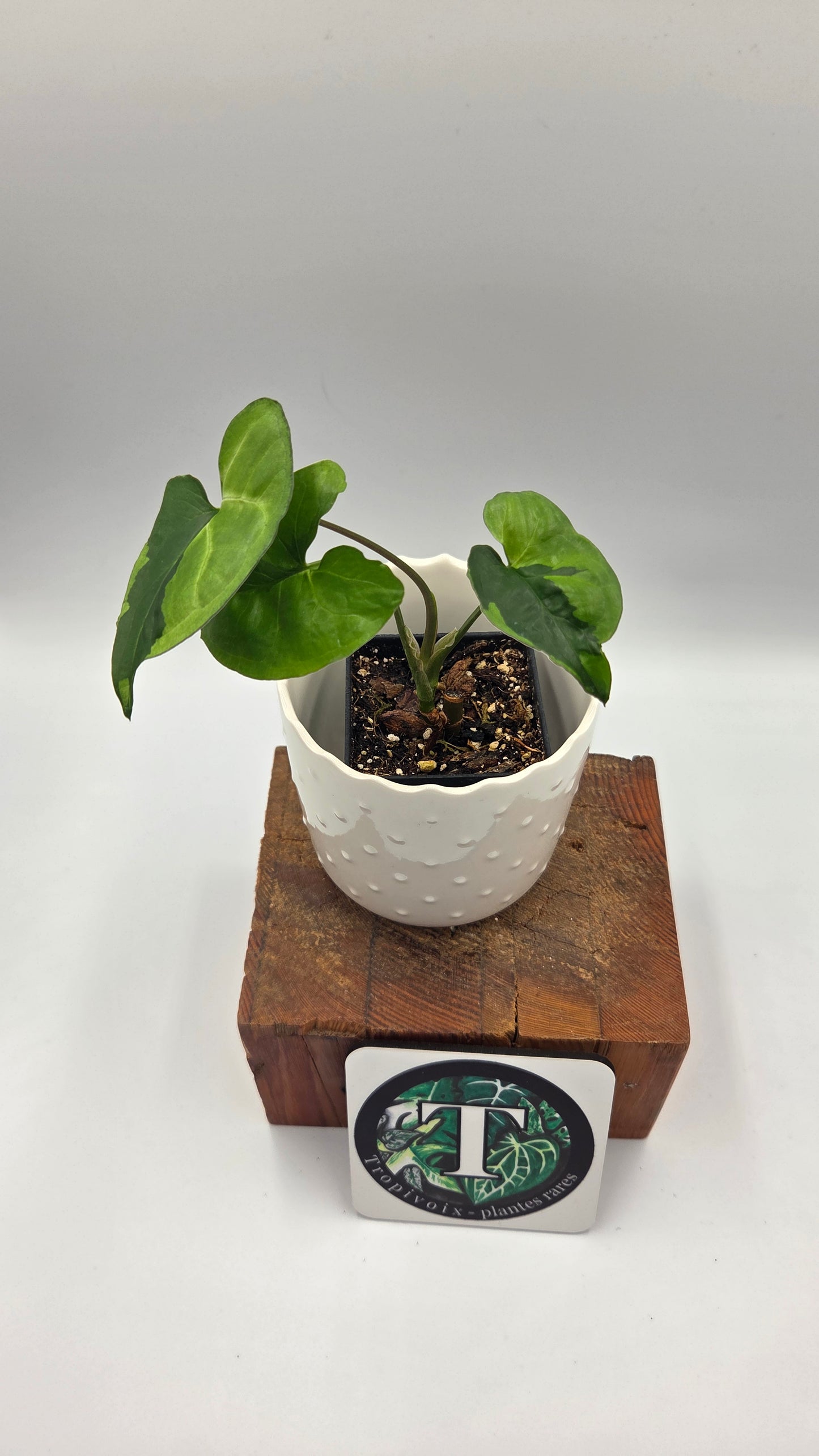 Syngonium Green Beauty (SYN-506)