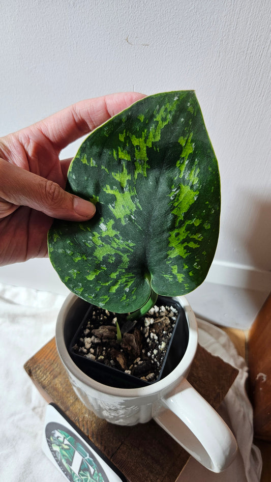 Scindapsus Macan (SCI-1283)