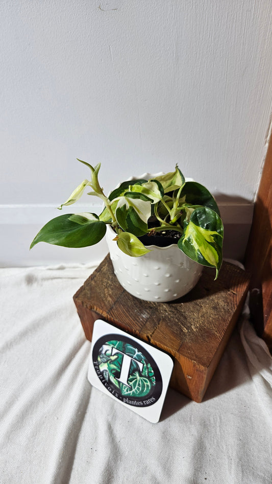 Philodendron Hederaceum Cream Splash (PHI-849)