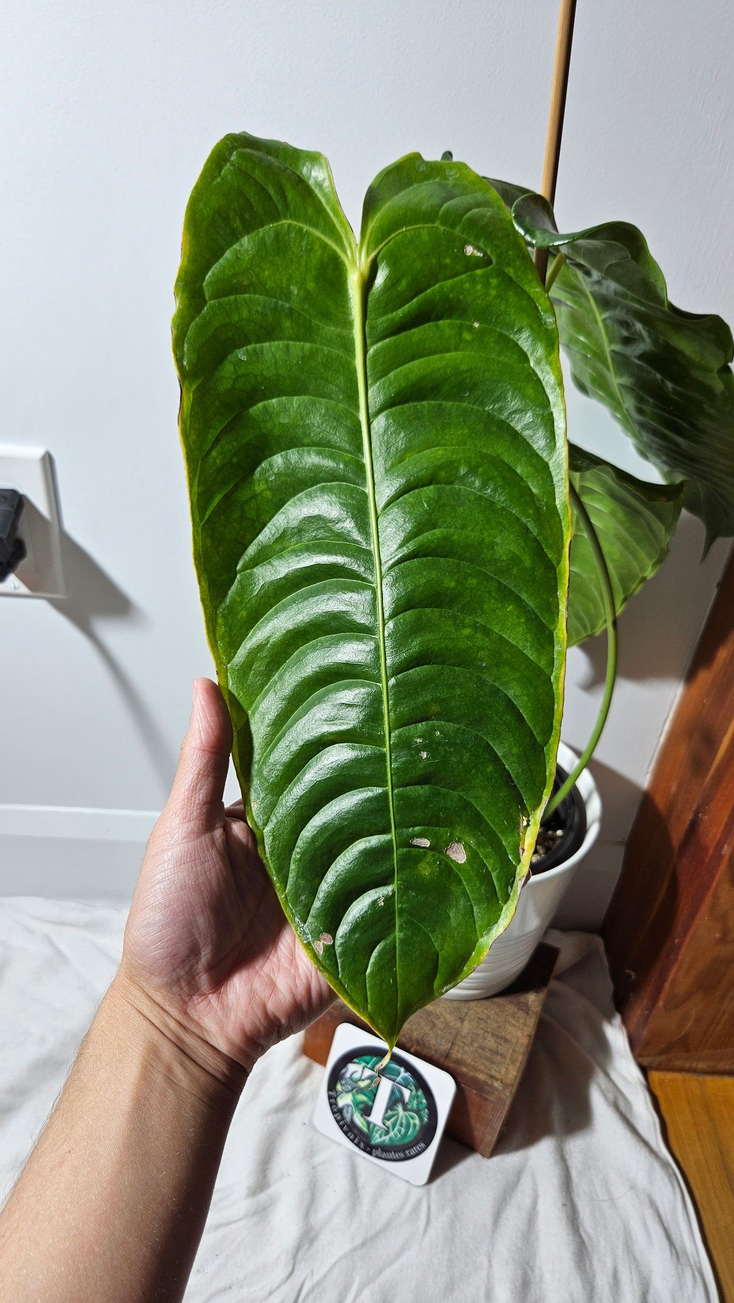 Anthurium Veitchii "format XLARGE" (ANT-132)