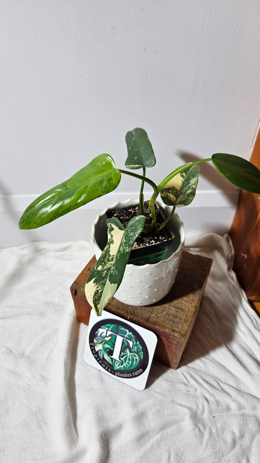 Philodendron Violin Variegata (PHI-218)