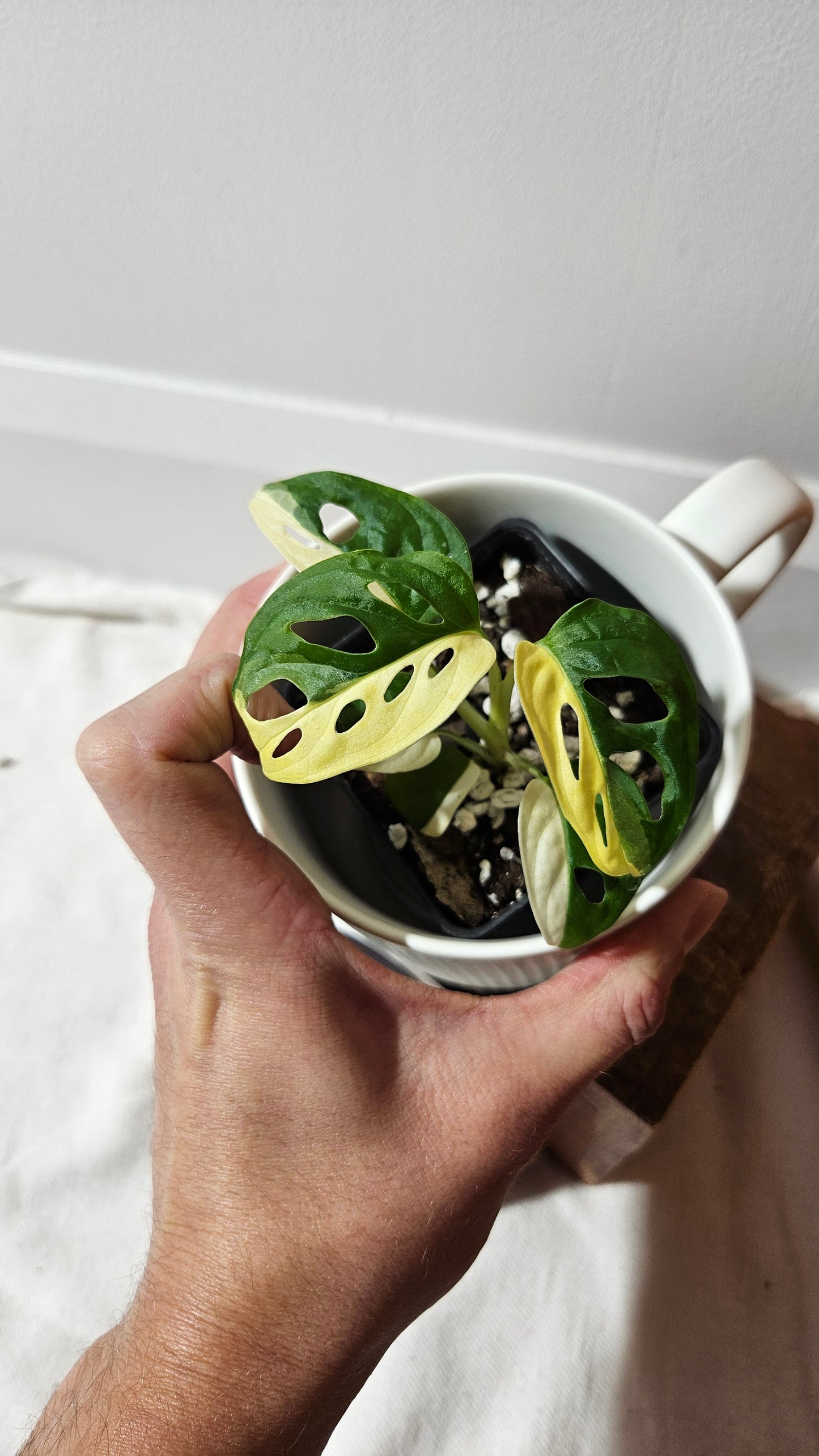 Monstera Andasonii Albo (MON-482)