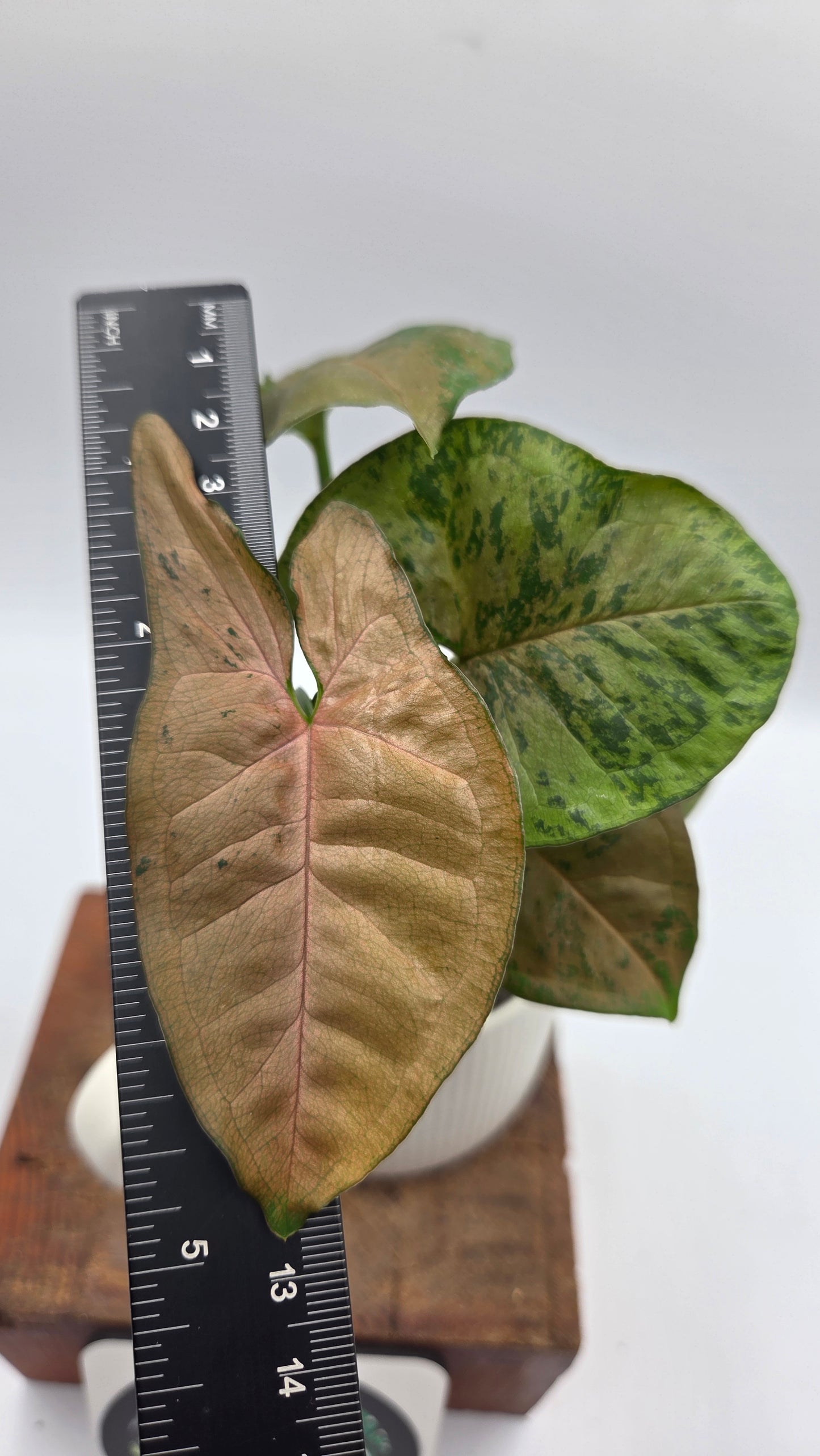 Syngonium Pink Flecked (SYN-520)