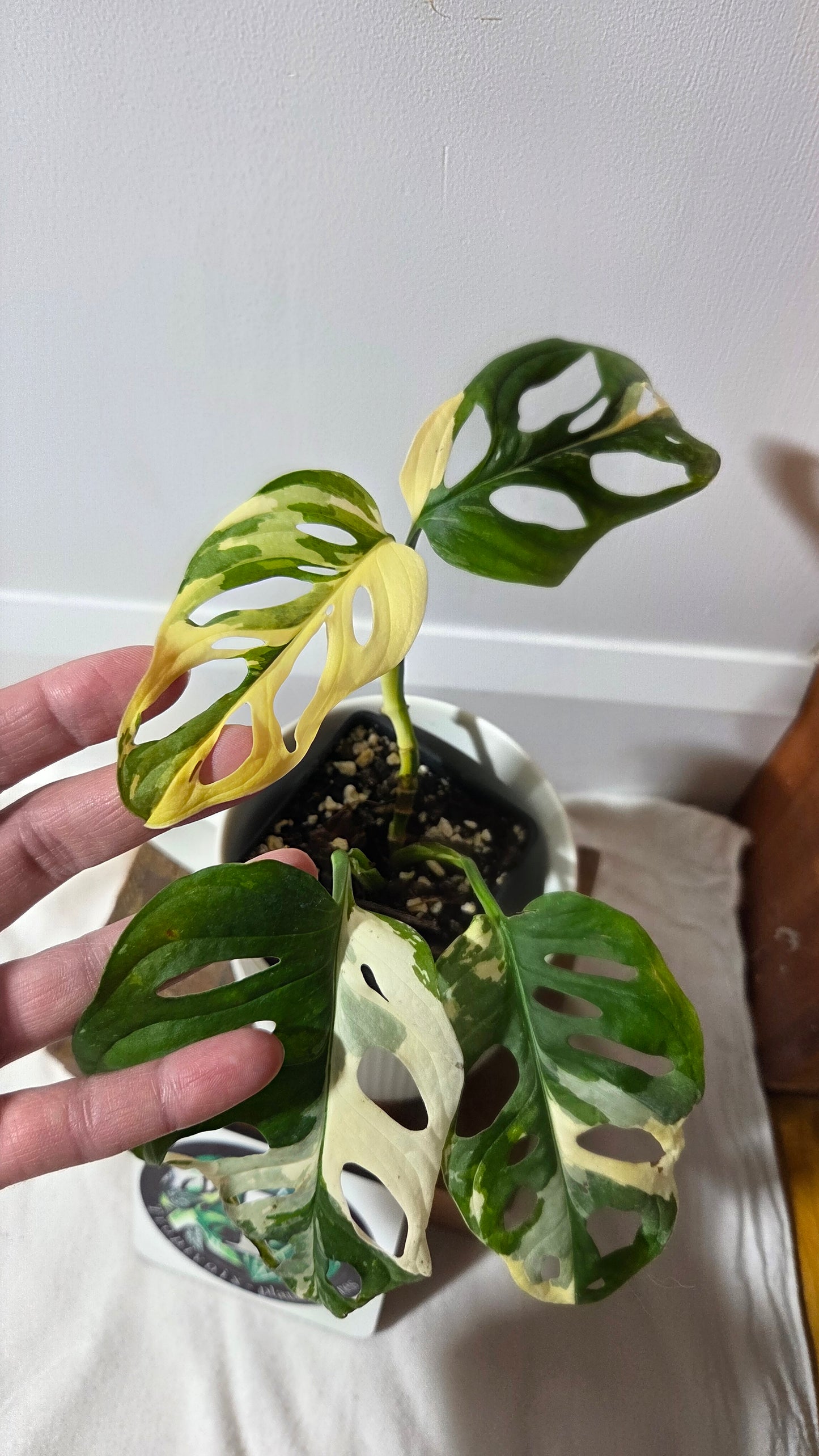 Monstera Andasonii Tricolore (MON-509)