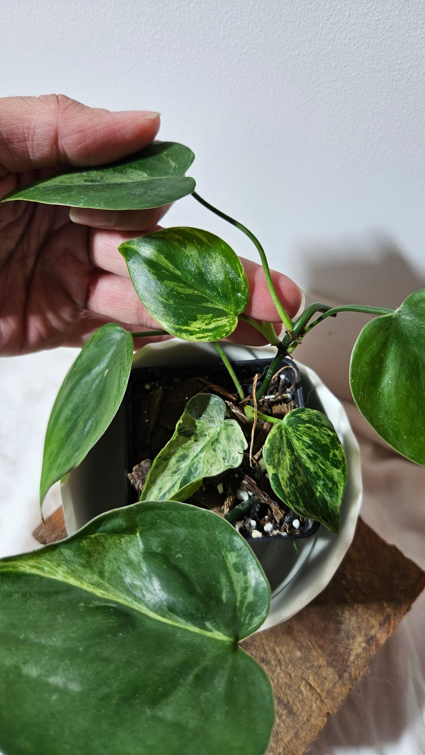 Philodendron Hederaceum Variegata (PHI-540)