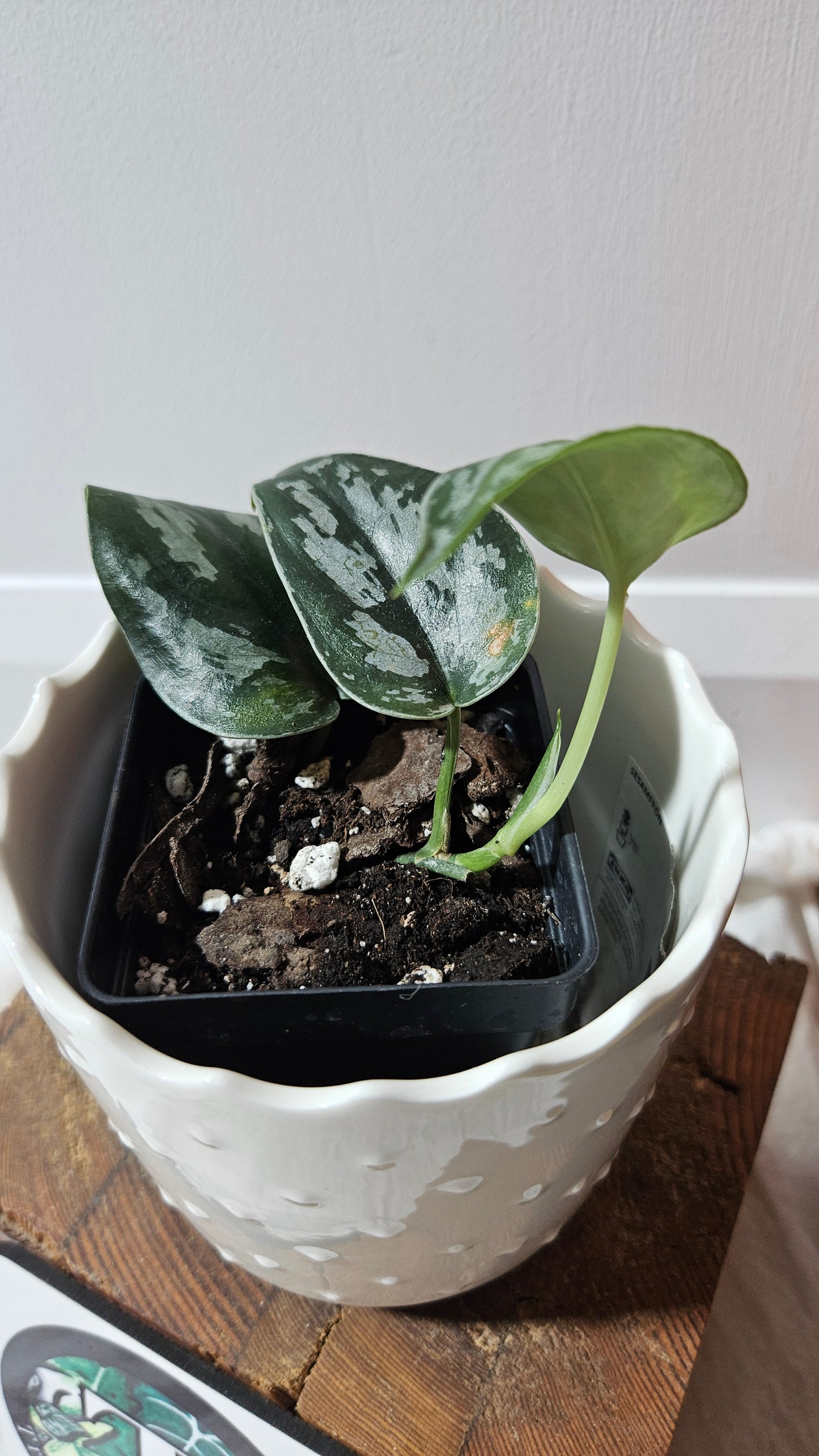 Scindapsus Black Exotica (SCI-1330)